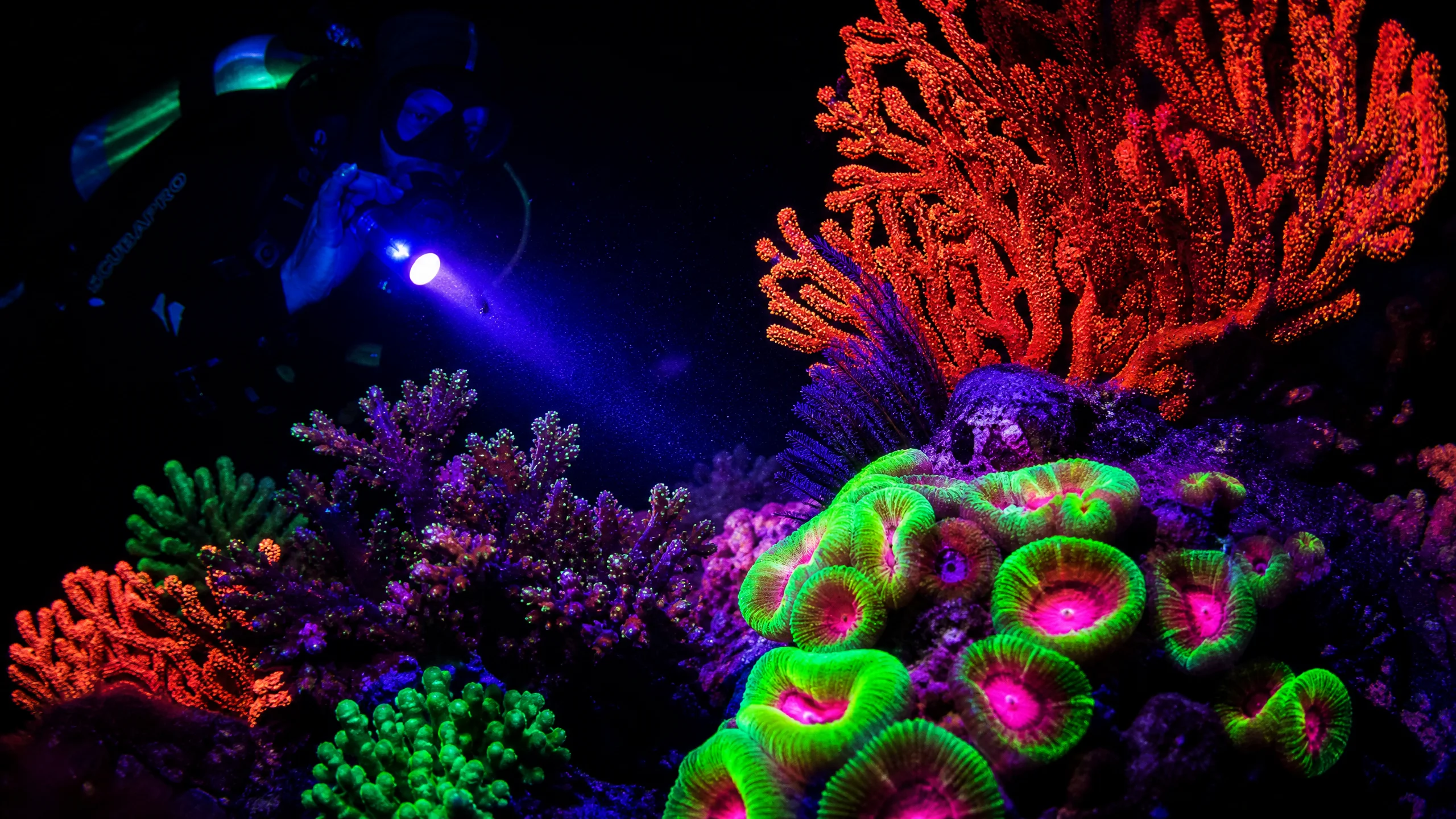 夜潜荧光珊​瑚发出绚丽色彩